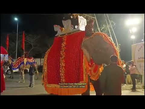Majestic Moments: The Grand Royal Baraat|Camel Entry|groom's arrival #event #wedding 9928686346
