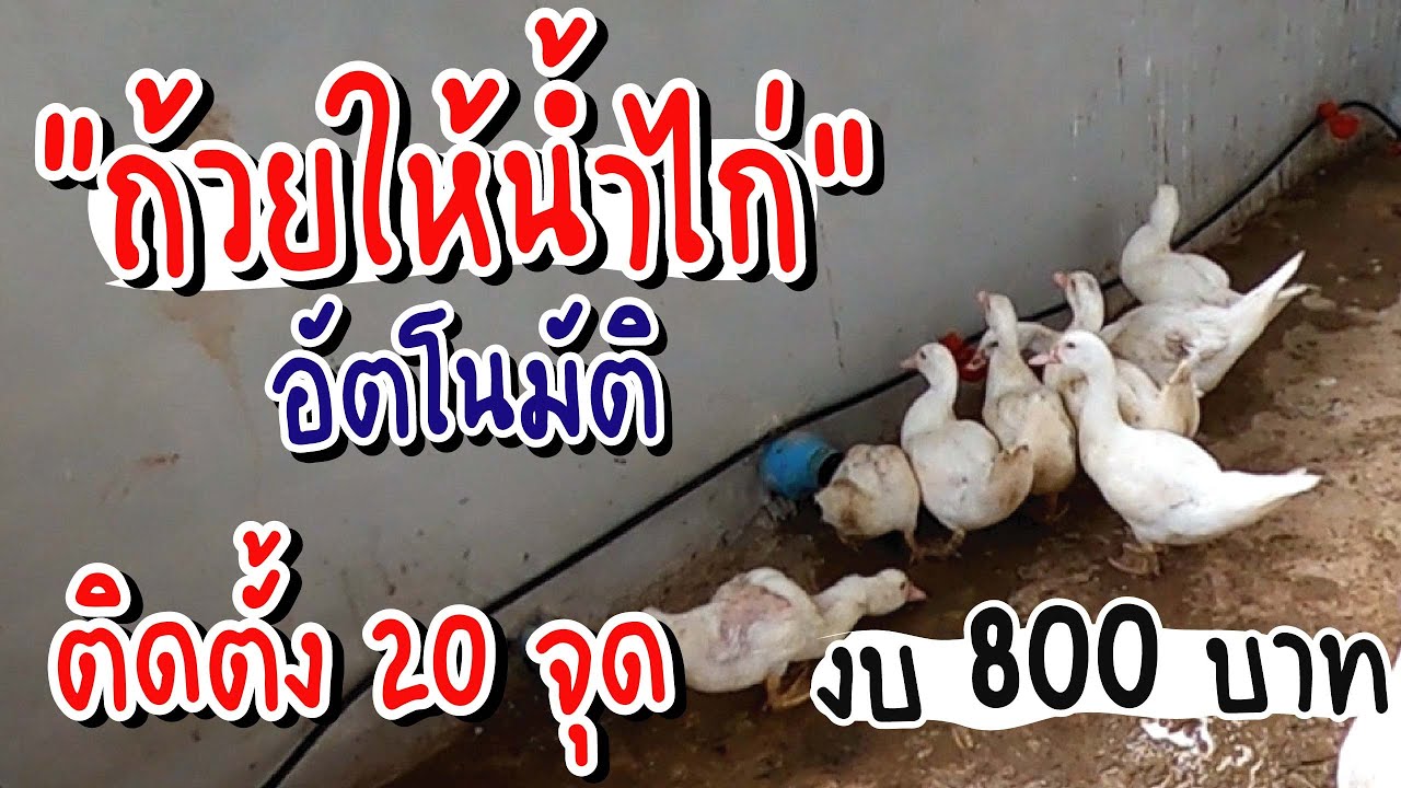 ถ้วยให้น้ำไก่อัตโนมัติ ติดตั้ง20จุด ใช้งบ 800 บาท ติดตั้งง่าย ประหยัดเวลา ประหยัดแรงงาน
