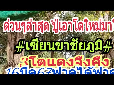 ด่วนๆล่าสุด#ปู่มาเลขโตใหม่มาให้#เซียนขาชัยภูมิ#3โตแดงจืงคืง16มีค67อัดหนักๆ