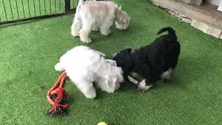 Newman, Booman and Bolka the 11w old American Schnauzer puppies playing by Euro Puppy 67 views 1 month ago 26 seconds