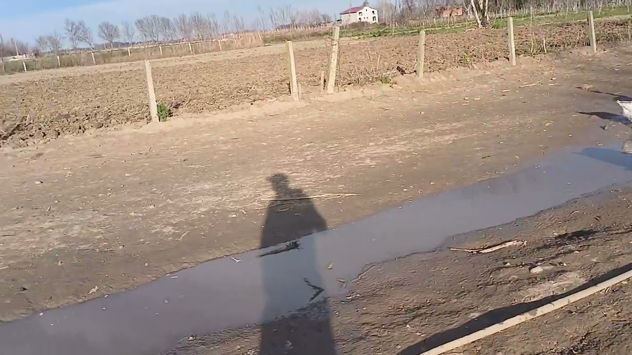 Başarmast kaz çiftliği  