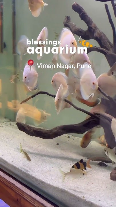 best-aquarium-in-pune-freshwater-and-saltwater-fish-aquarium-near