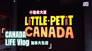 Vlog 11 Little Canada小记