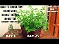 Easiest Method for Beginners to Grow Mint From Cuttings (With Updates)