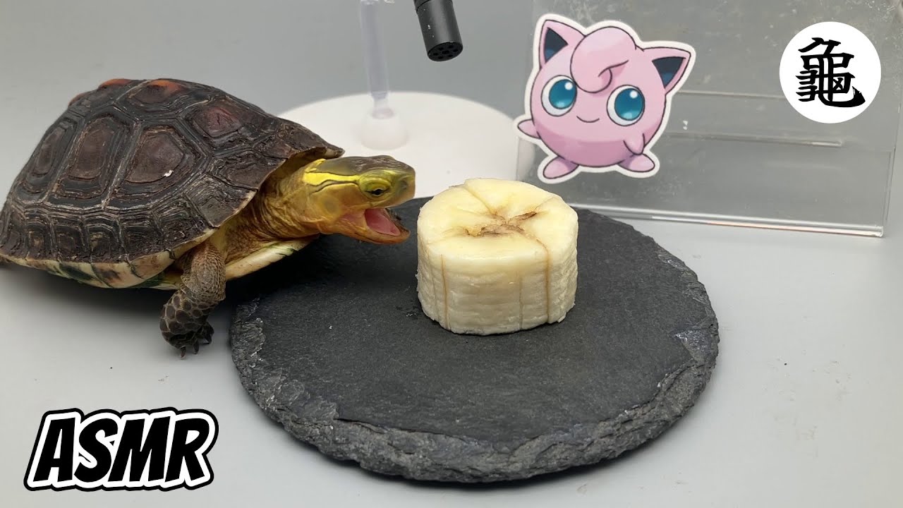 ASMR Mukbang Turtle Eating Banana (feat. Jigglypuff from Pokemon) 🐢266
