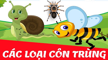 Dạy bé học các loài côn trùng | Em nhận biết con sâu, con ong, con ốc sên, con rết | Giáo dục sớm