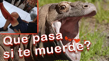 ¿Puede un Komodo tragarse a un humano?