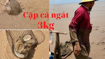 CUỘC SỐNG MÙA DỊCH : ĐẠP MONG ĐI BẮT CẶP CÁ NGÁT 3KG | Mít Tơ Mừng - Tập7