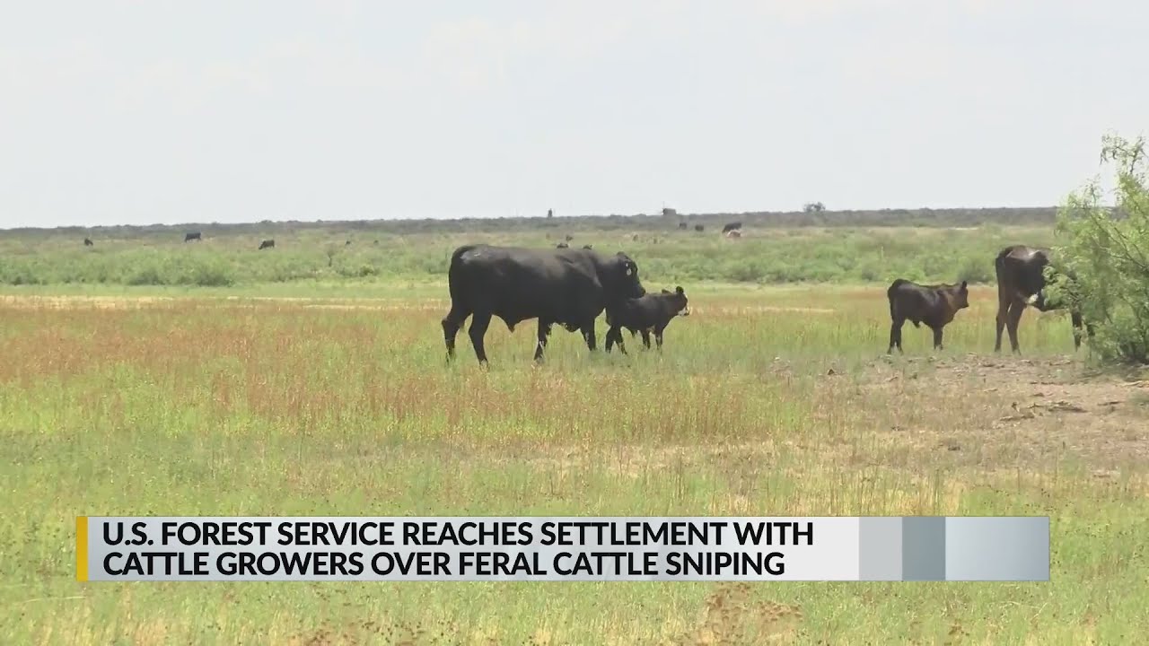 U.S. Forest Service reaches settlement with Cattle Growers Association over feral cattle sniping