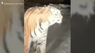 Huge Amur tiger in the Far East of Russia