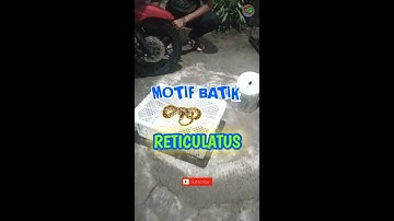 UNBOXING ULAR PYTHON RETICULATUS