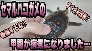 セマルハコガメベビーの甲羅が病気になりました。。。【水カビ病発症の原因と対策など】