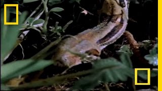 Mouse vs Boa | National Geographic