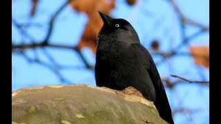 1936. Kavka obecná, Western jackdaw, Dohle, Kauw, Choucas des tours, Grajilla #birds #birdwatching