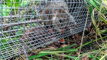 Săn Chuột Đồng Mùa Gặt Lúa // Đào Hang Bắt Chuột