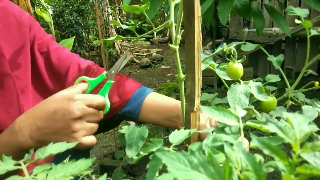 Senangnya aku, tanamanku sedang berbuah semua 