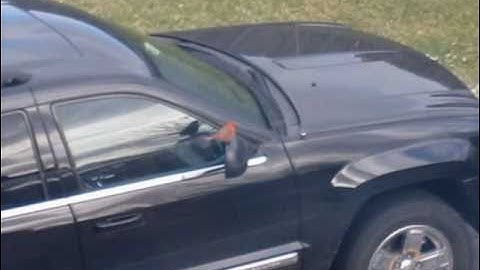 Cardinal behavior: Failing the mirror test