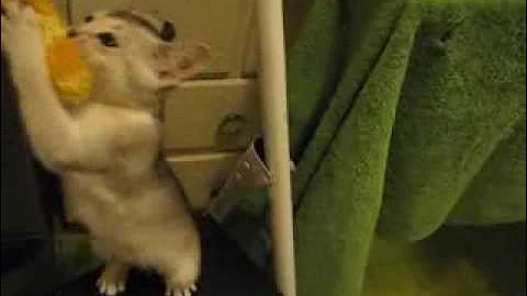 Video 1335971: abyssinian kitten, silver abyssinian, black abyssinian