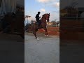 الحصان العربي بطل الميادين برق النيناوي ابن الفحل إكسترا اوز الخيل العربية Arabianhorse الخيل الحصان العربي بطل الميادين برق النيناوي ابن الفحل إكسترا اوز الخيل العربية Arabianhorse الخيل