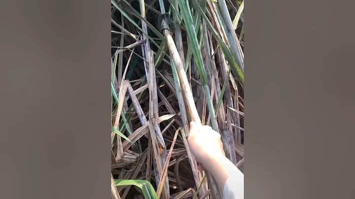 Most Amazing Video!!4