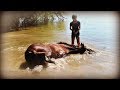 HORSES FIRST TIME SWIMMING IN THE LAKE! Day 226 Part 2 (08/14/19)