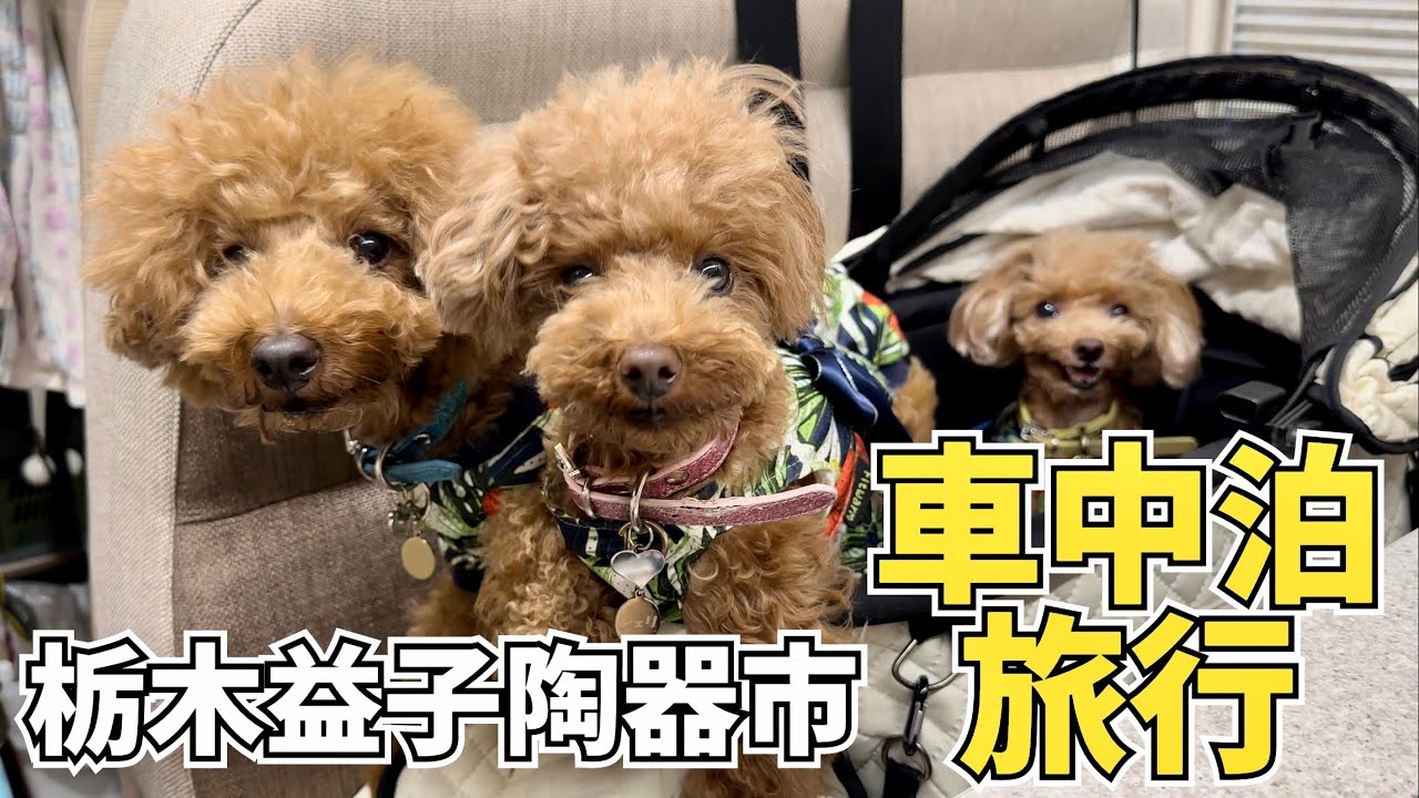 【広島→栃木】犬連れキャンピングカー車中泊旅行