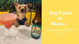 Dog Travel to Mexico with Roger the Traveling Yorkie #dogtravel #mexicowithdog #flyingwithdogs by Wet Nose Escapades  191 views 1 year ago 57 seconds