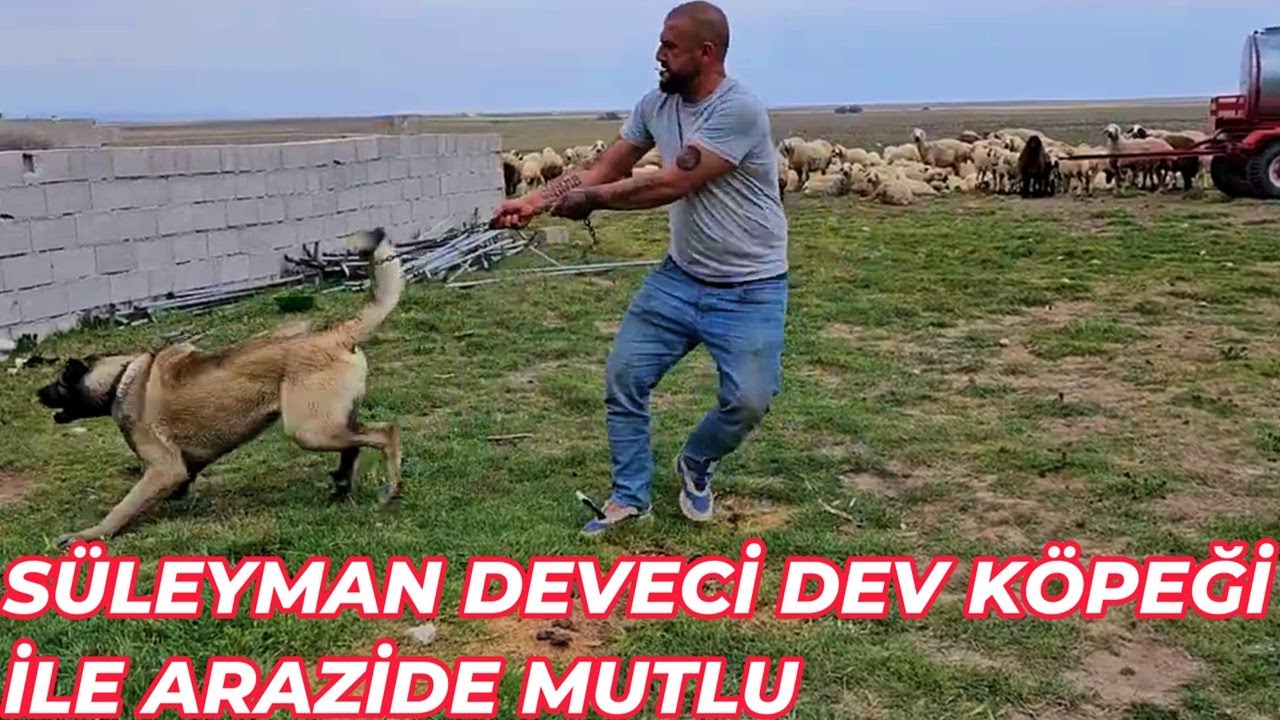 SÜLEYMAN DEVECİ DEV KÖPEĞİ İLE ARAZİDE MUTLU