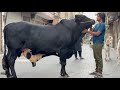 Heavy Loader Bull 🐂🔥Tariq Qureshi’s Pride 👑Bahawalpur Vibes✨Qurbani Season 2026 😎#bull #cow #animal