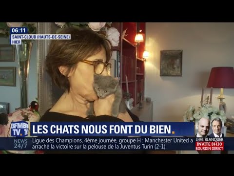 Vidéo: Pourquoi Les Tapis Pour Chats Sont-ils Dangereux ?