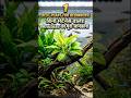 Anubias Aquarium#anubias#planetaquarium#aquarium#fish#anubiascare#shortsfeed