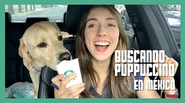 ¿Es Puppuccino bueno para los perros?