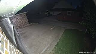 Coyote Chased by an Armadillo Armadillo Attacks Coyote