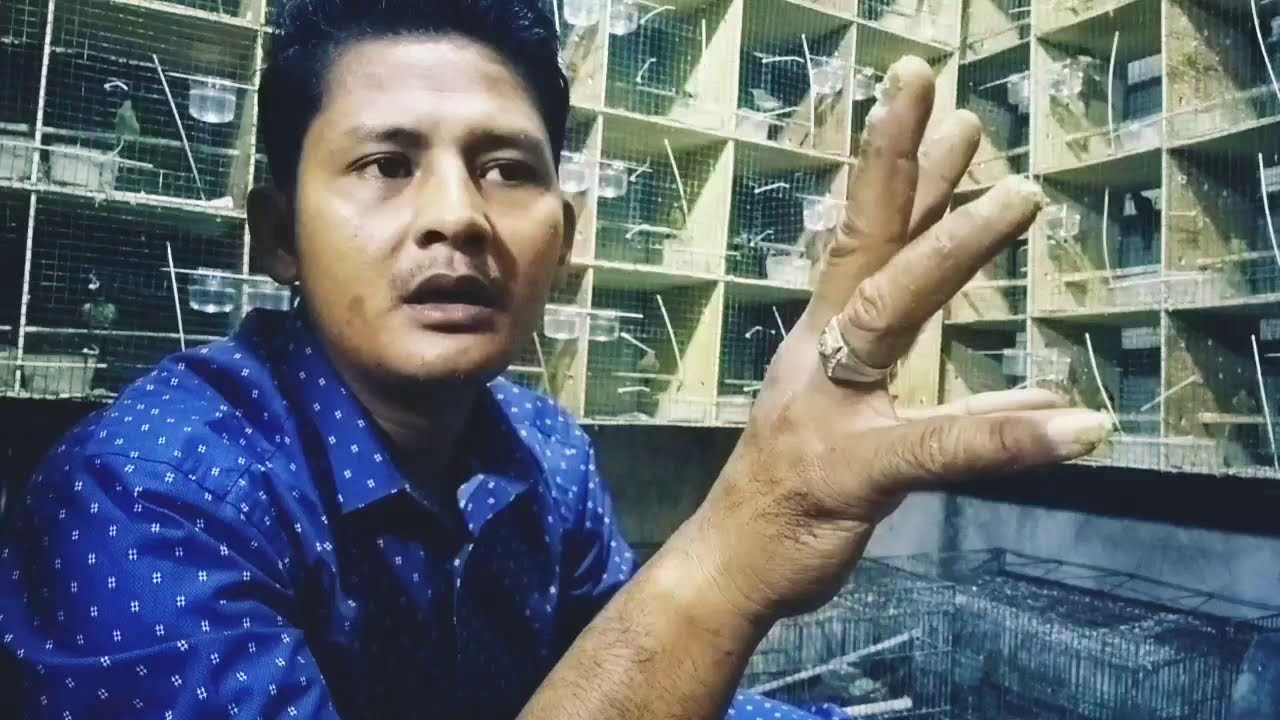 Memberi Makan Burung Kolibri Wulung Part Ll Youtube