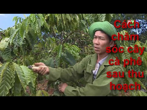 Video: Làm Thế Nào để Làm Cho Cây Cà Phê