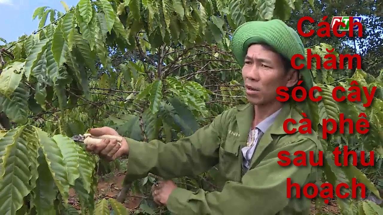 Outline Video Cách chăm sóc cây cà phê sau thu hoạch