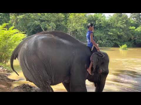 ปางช้าง สวนป่ารีสอร์ท จ.สุรินทร์