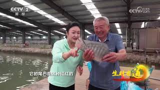 《生财有道》 20240531 五月天 一招鲜| 财经风云