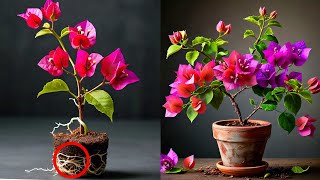 Transform Your Garden: Step-by-Step Guide to Bougainvillea Cuttings