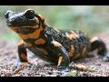 Огненная саламандра - Fire Salamander (Энциклопедия животных)