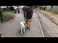 1.5 year old Goldendoodle, Bella ||| Lehigh Valley Dog Trainers: Easton PA Dog Trainers 1.5 year old Goldendoodle, Bella ||| Lehigh Valley Dog Trainers: Easton PA Dog Trainers