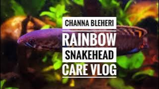 Channa Bleheri Rainbow Snakehead Care Vlog (ENG)