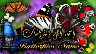 butterflies name أسماء أجمل الفراشات عربي انجليزي