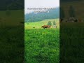 Moo-ments in Switzerland 🐄#switzerland #travel #cows