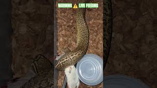 WARNING ⚠️ LIVE FEEDING #warning #live #feeding #feed #frozen #viral #shorts #short #serpent #video