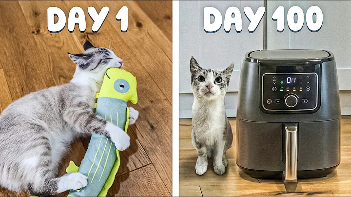 I Got My Cat a Toy Everyday Until He Didn't Play With It