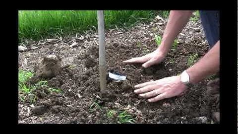 How to Plant Bare Root Grapes: Step-by-Step Guide for Successful Grape Growing