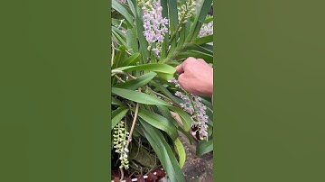 Ngọc điểm đầm lầy vip nhất vn