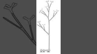 Horneophytopsida | Wikipedia audio article