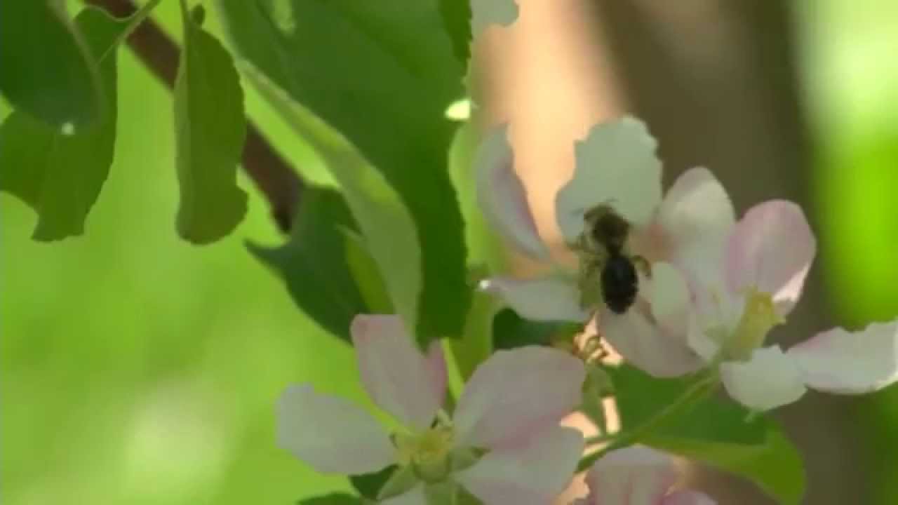 Cornell orchards rely on wild bees YouTube